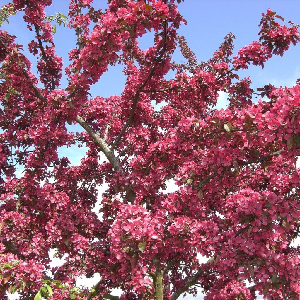 Malus ‘Scarlett’ Crab Apple Tree 5038838022708 2